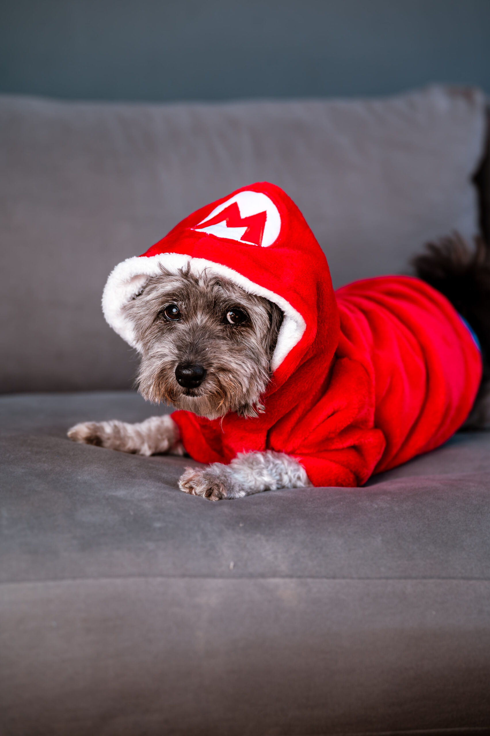 BUZO CAPUCHA POLAR(MUNDI PETS) - Imagen 29
