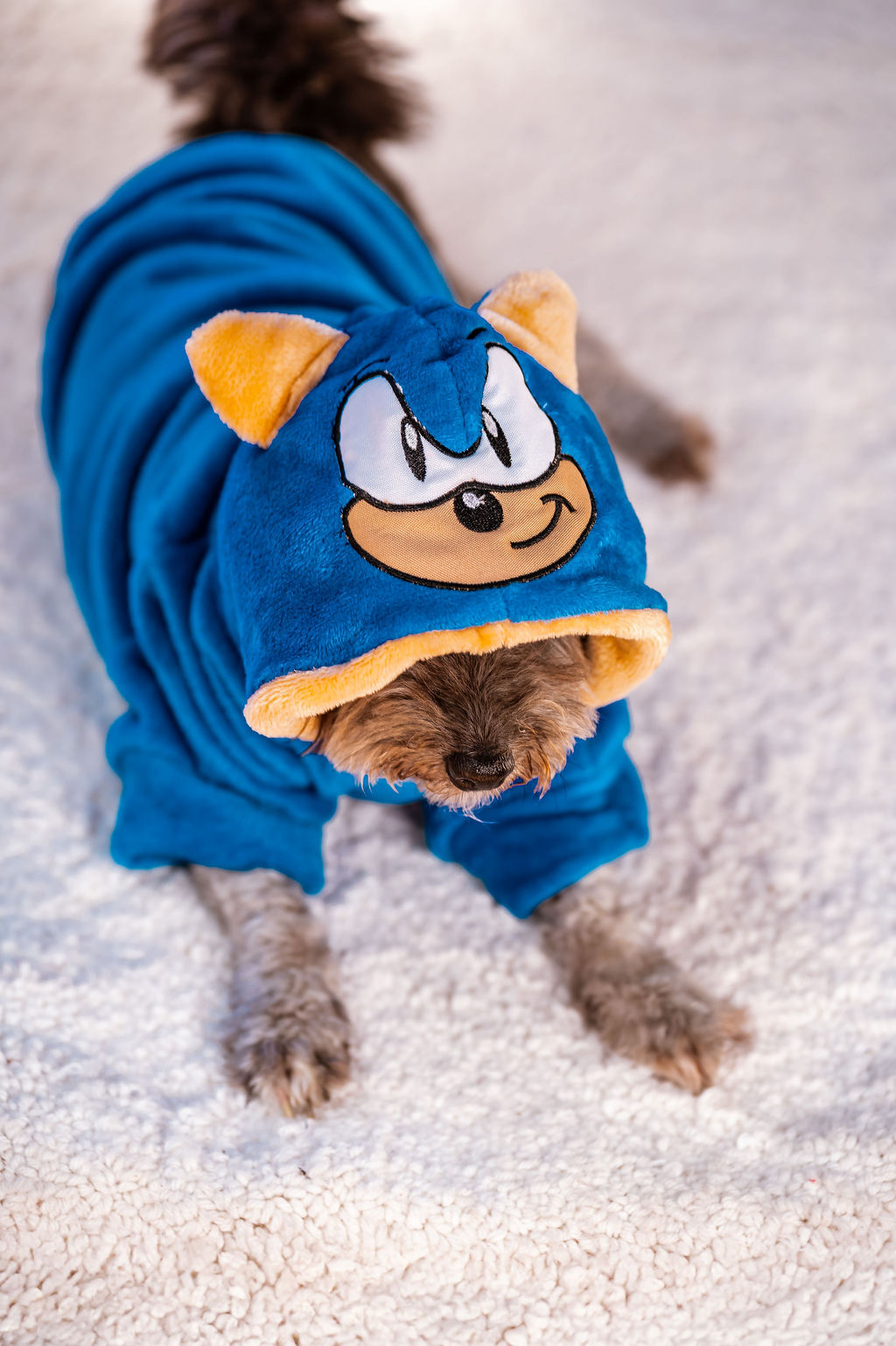 BUZO CAPUCHA POLAR(MUNDI PETS) - Imagen 27