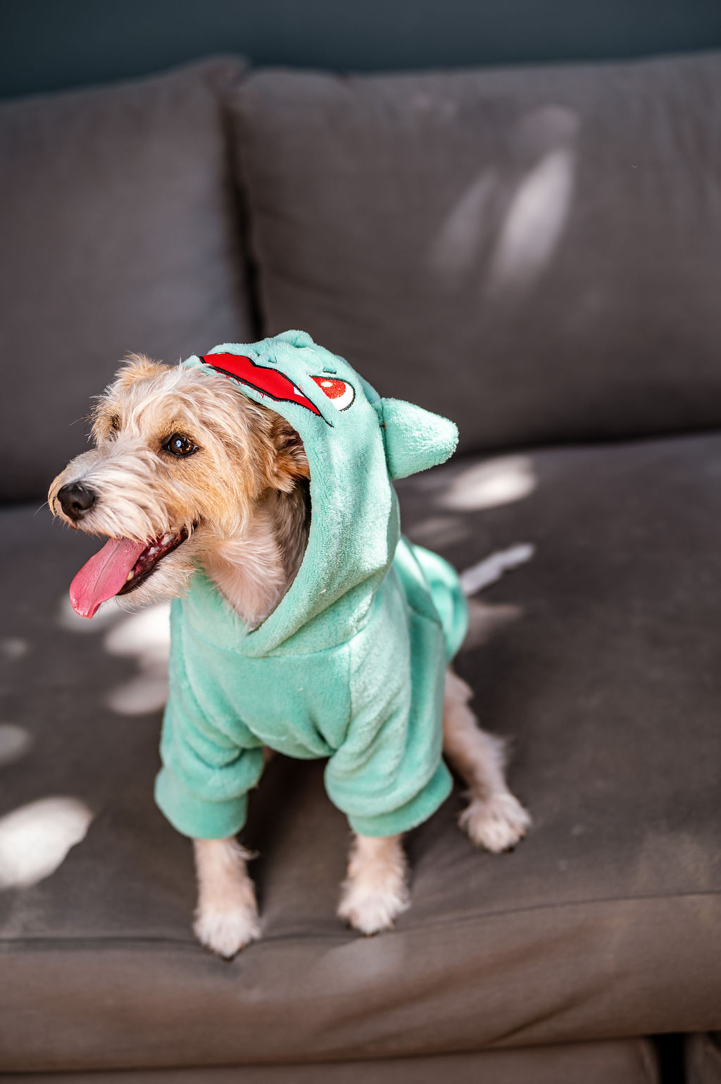 BUZO CAPUCHA POLAR(MUNDI PETS) - Imagen 22