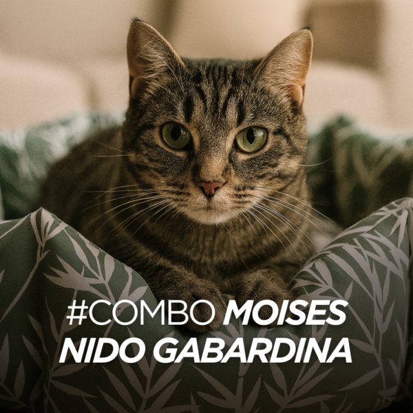 Combo Moises Nido Gabardina